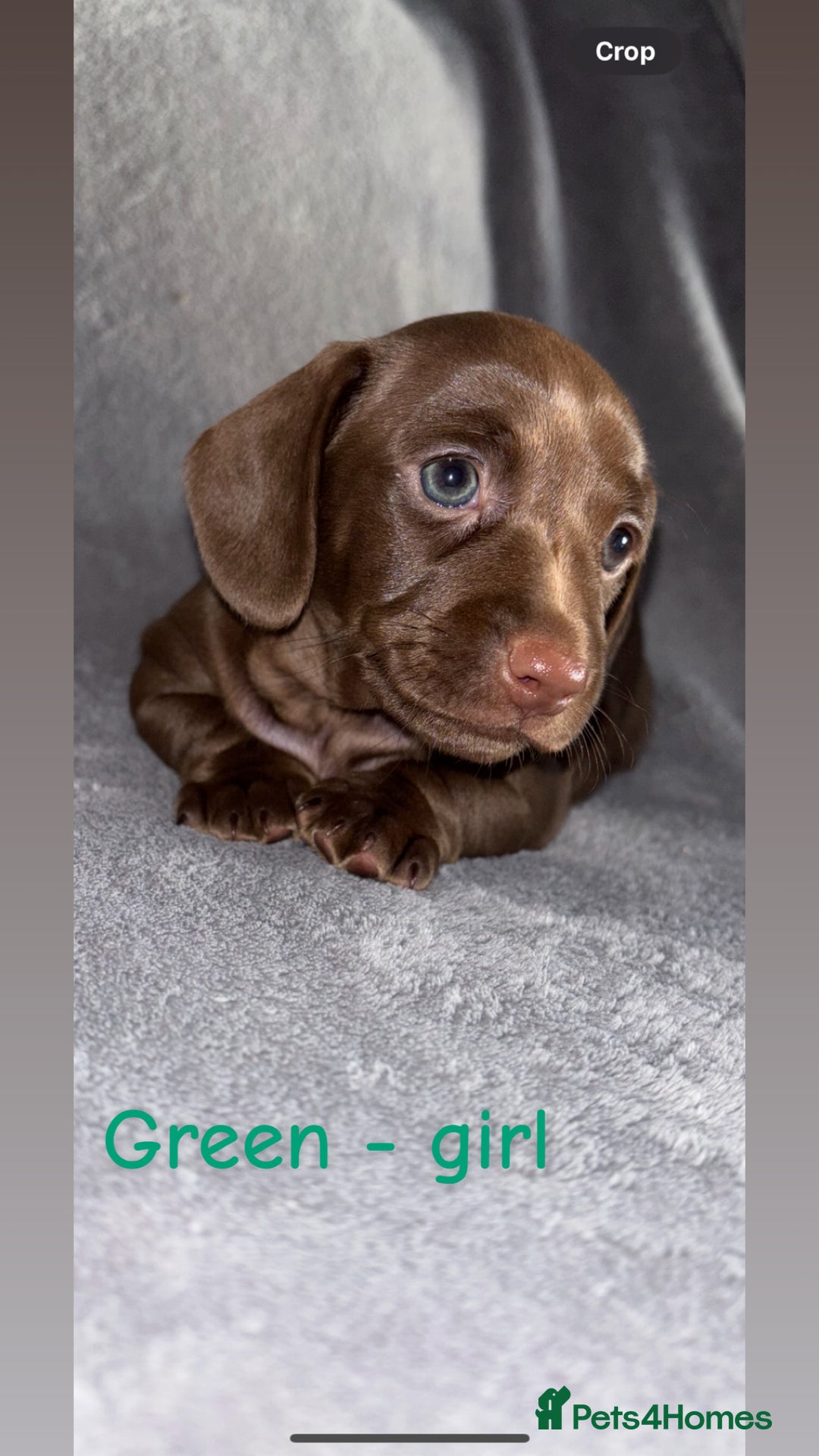 Miniature Dachshund dogs for sale: One male left. LAST PUP Miniature dachshund!  - Image 14