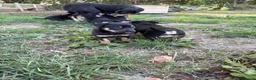 Australian Kelpie dogs for sale: Kelpie cross Collies in Launceston - Advert 7
