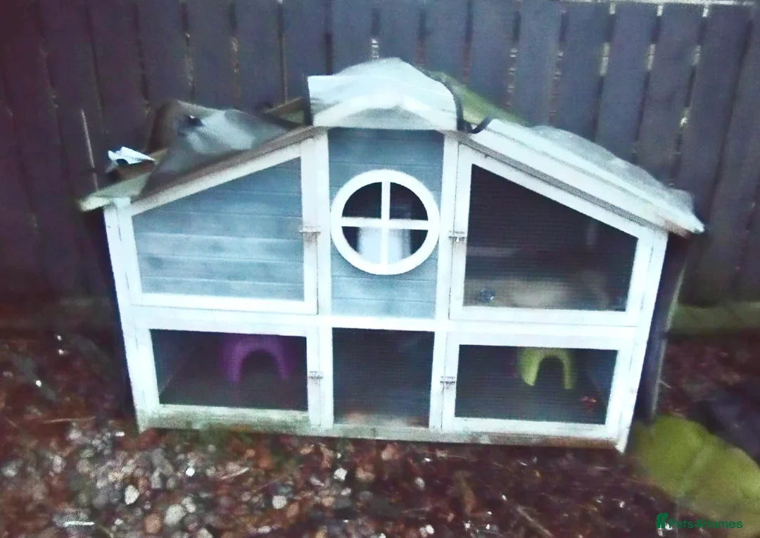 Ferret rodents for sale: Ferret with large home  in Richmond - Advert 11