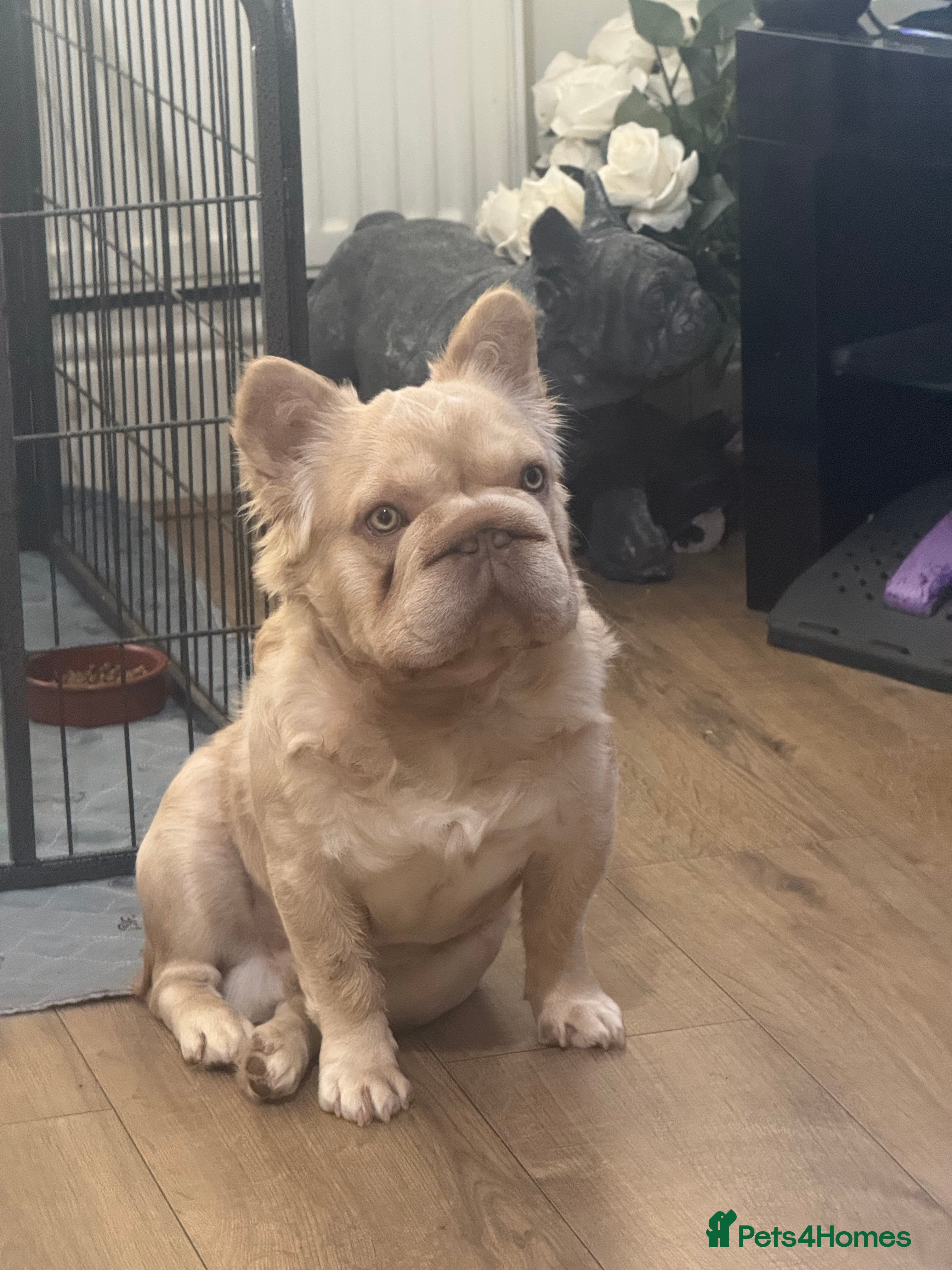 French Bulldog dogs Buch 🔥Exotic French Bulldog Stud - Advert 11