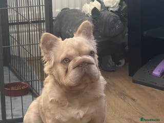 French Bulldog dogs Buch 🔥Exotic French Bulldog Stud - Advert 17