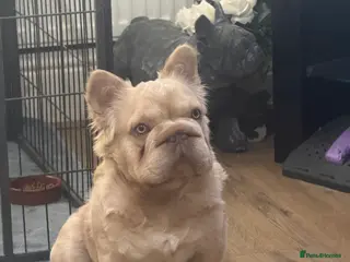 French Bulldog dogs Buch 🔥Exotic French Bulldog Stud - Advert 1