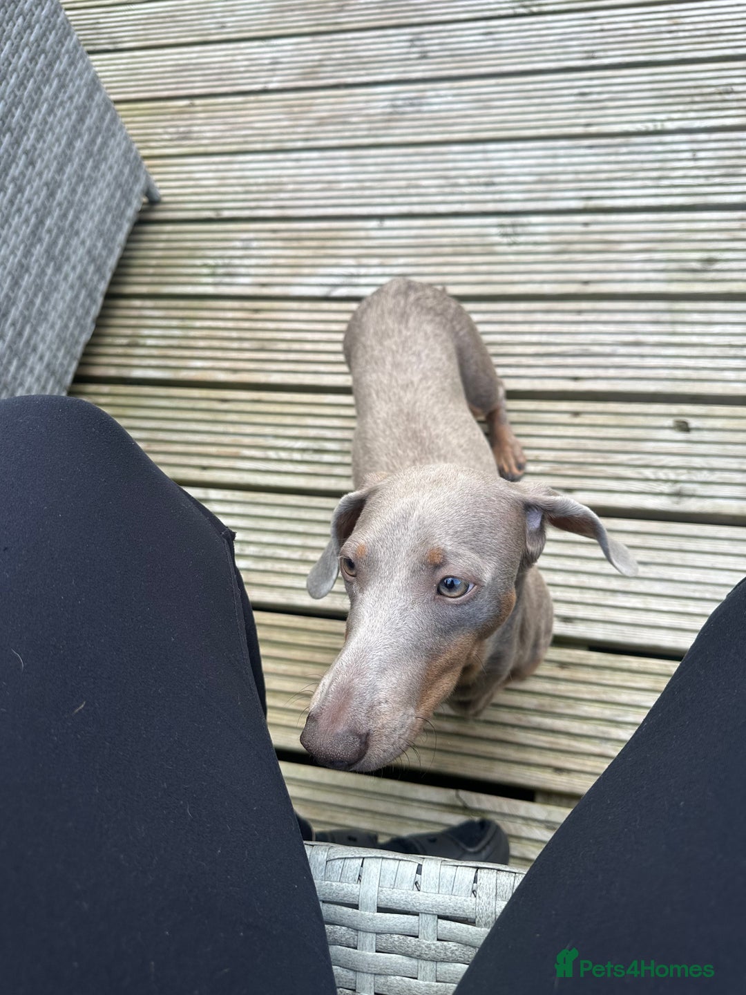 Dachshund dogs for sale: Reggie  - Image 6