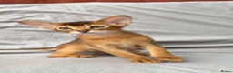 Abyssinian cats for sale: Gorgeous Abyssinian ruddy girls🤎❤️ - Advert 6