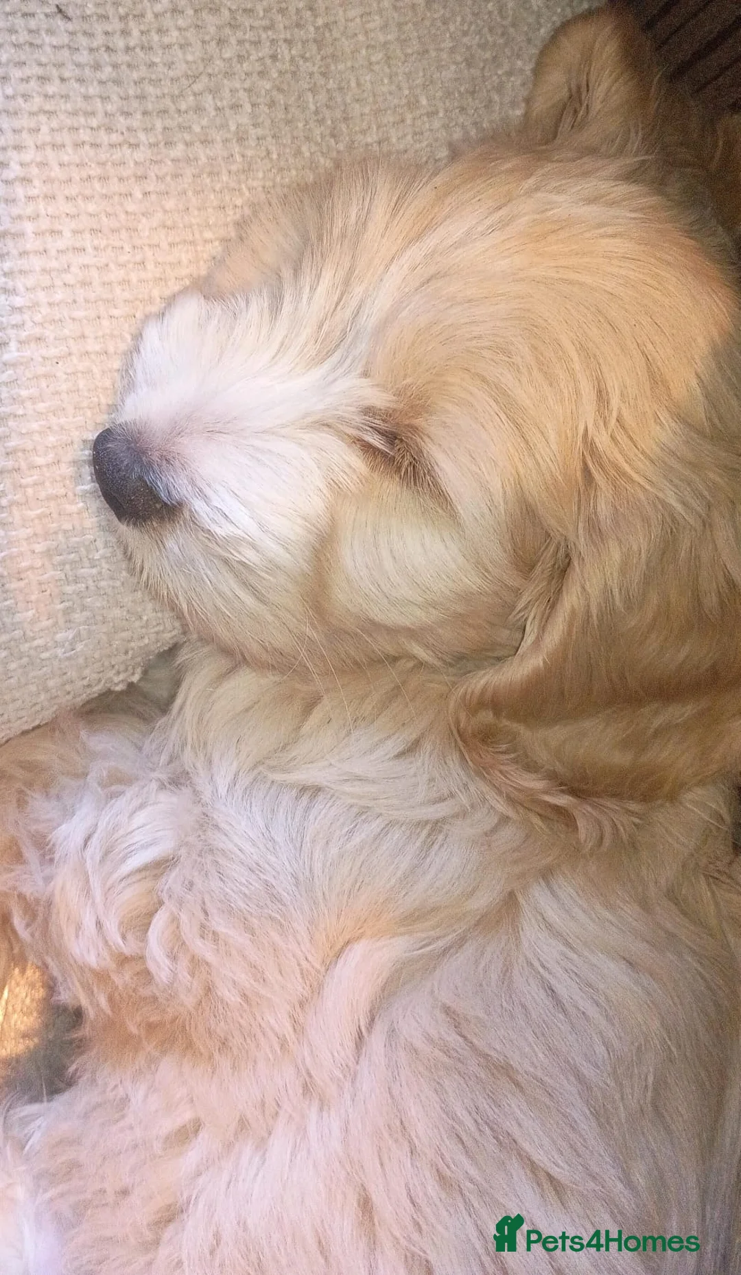 Mixed Breed dogs for sale: Cocker spaniel cross  - Advert 2