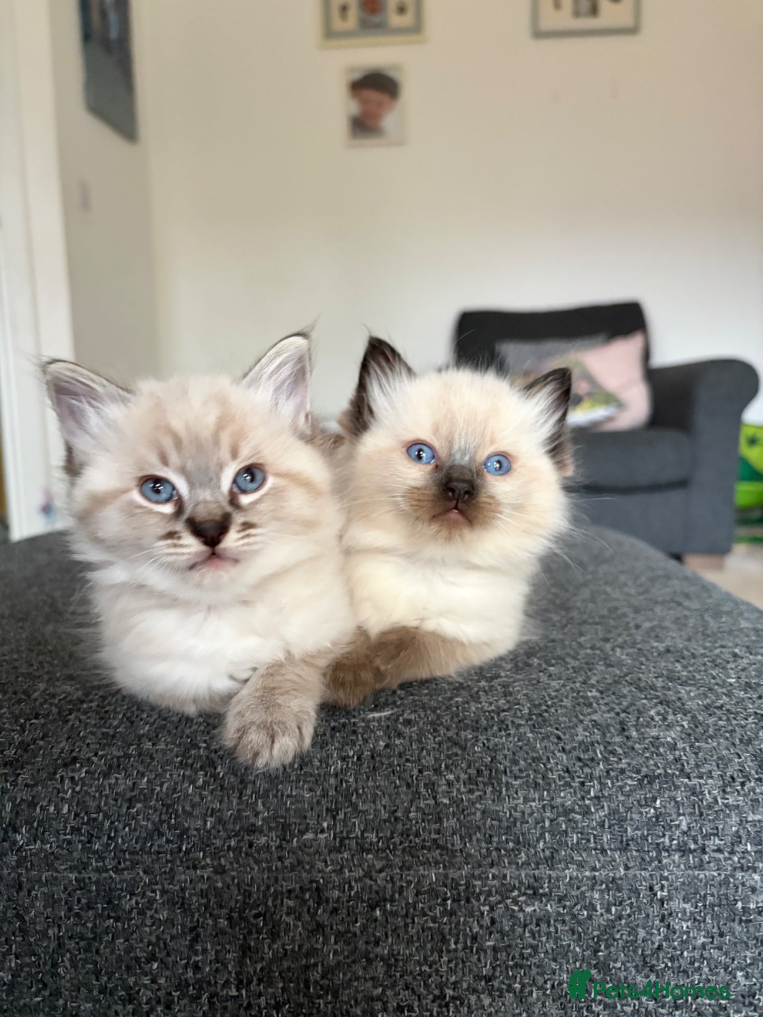 Ragdoll cats Ready soon! ✨Gorgeous ragdoll kittens✨  - Advert 20