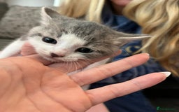 Mixed Breed cats for sale: Mixed Bengal Kittens  - Image 5