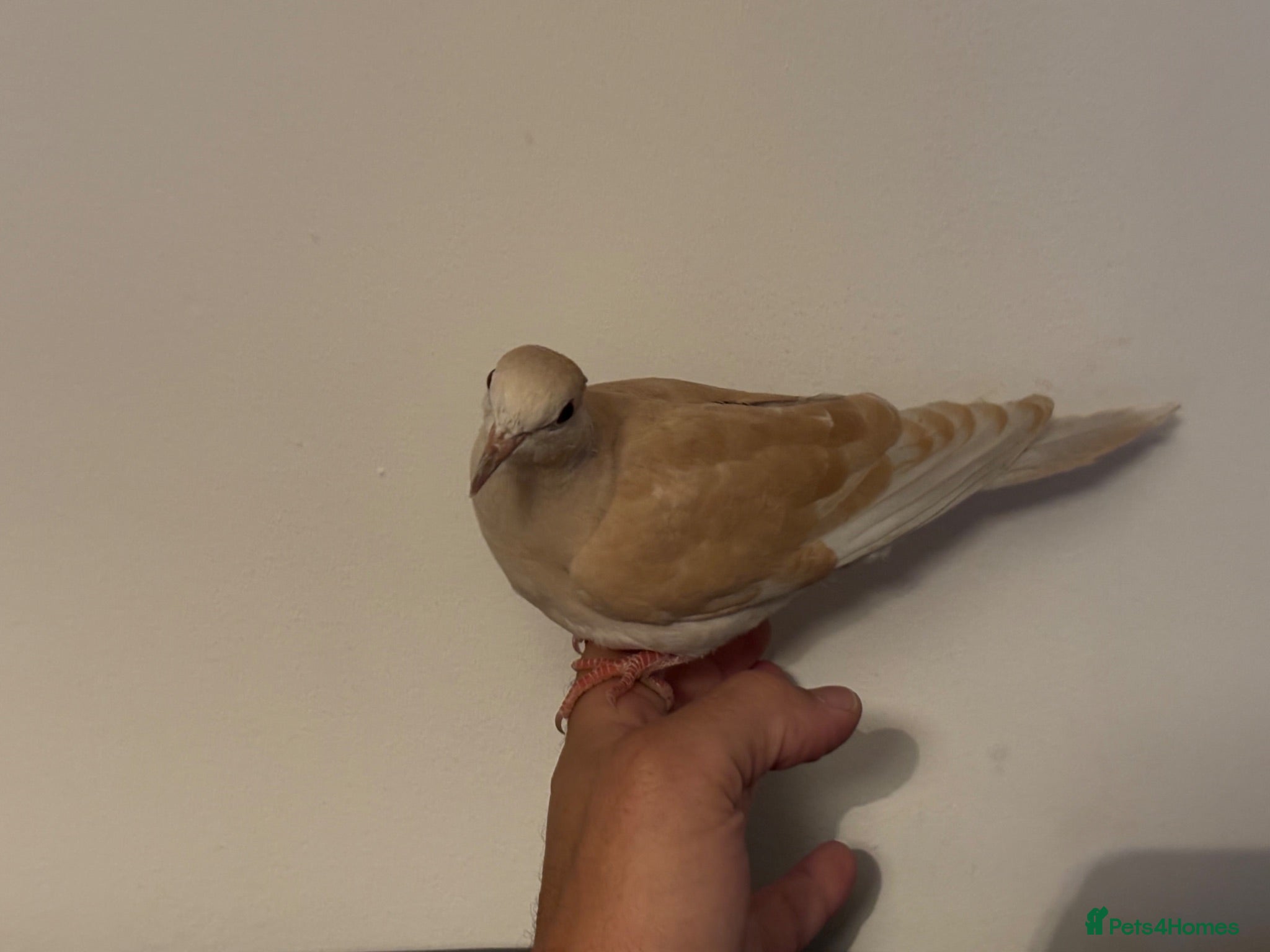 Doves birds Young Ringneck/Java Dove - Advert 16
