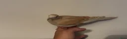 Doves birds for sale: Young Ringneck/Java Dove - Advert 1