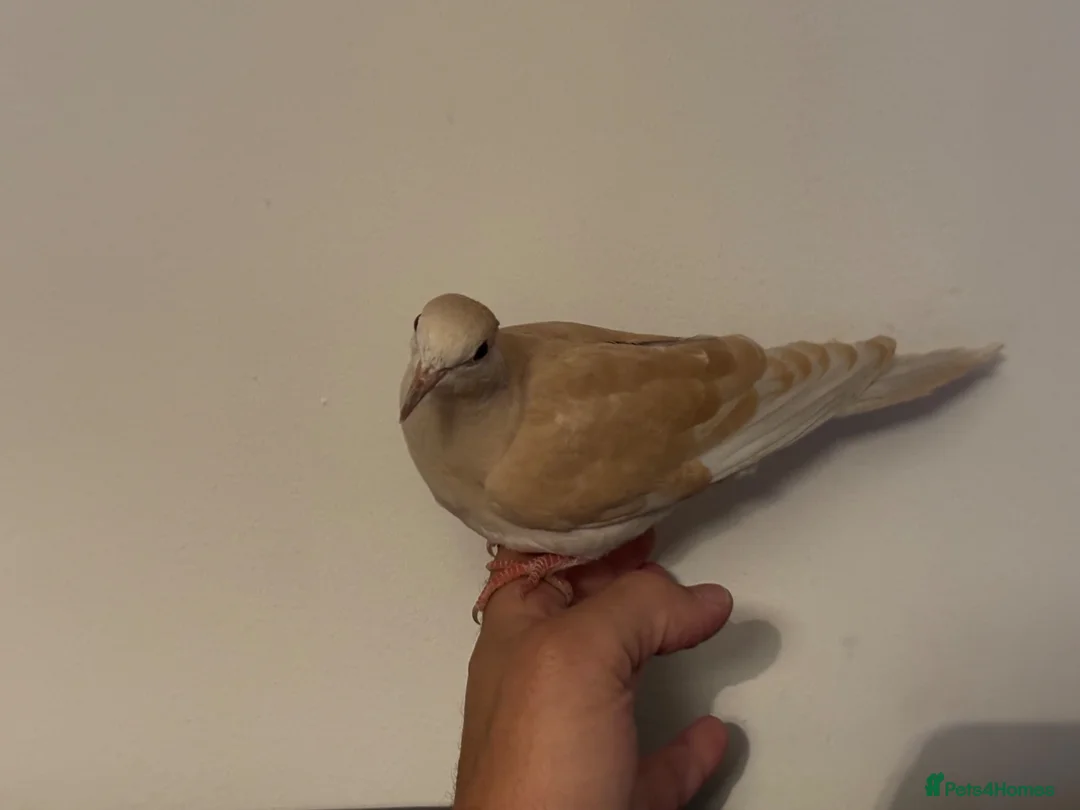 Doves birds for sale: Young Ringneck/Java Dove - Advert 1