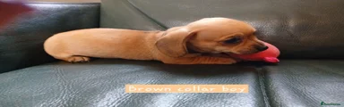 Chiweenie 2