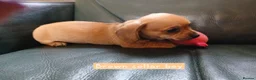 Chiweenie dogs for sale: Minature Daschund and Chihuahua Mix - Advert 5
