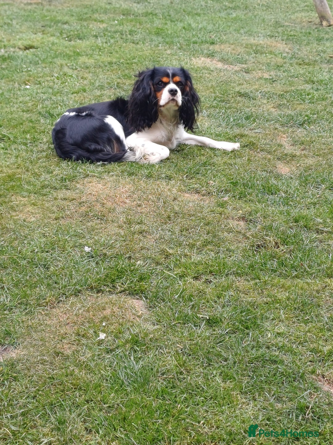 Cavalier King Charles Spaniel dogs for stud: FOR STUD ONLY  - Advert 3