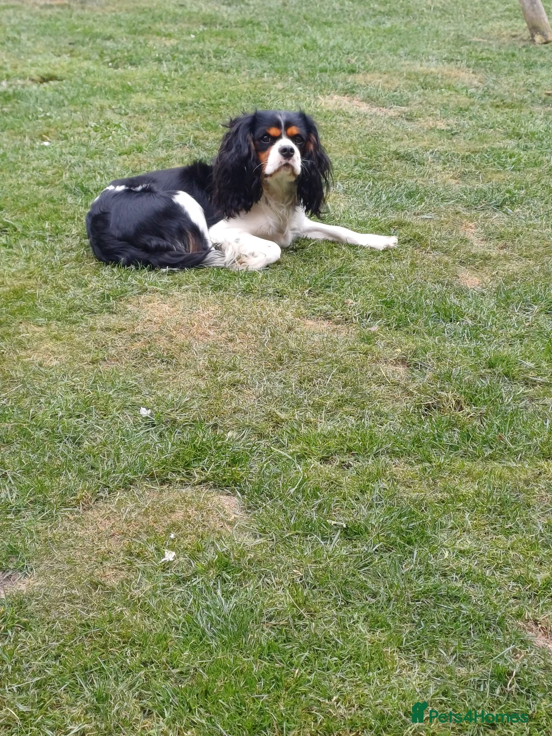 Cavalier King Charles Spaniel dogs for stud: FOR STUD ONLY  - Advert 5