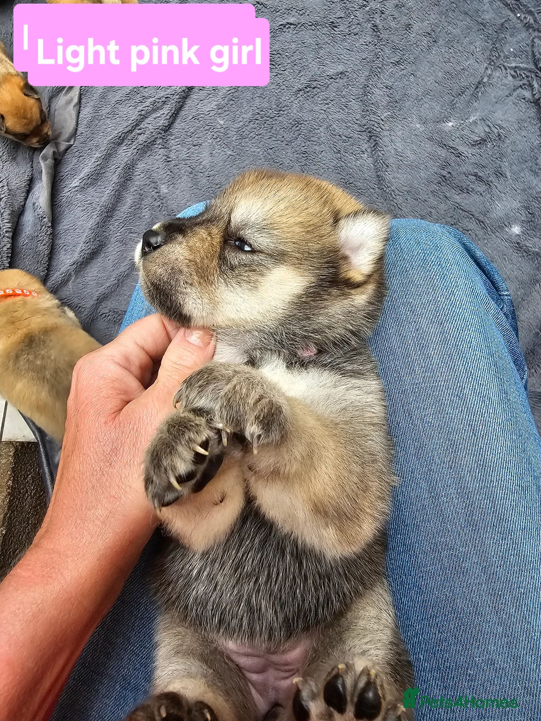 Mixed Breed dogs for sale: Last 3  pupies now £600 Chow Chow dad husky mum - Advert 21