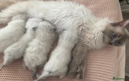 Ragdoll cats for sale: Beautiful Pedigree Ragdoll kittens  - Image 1