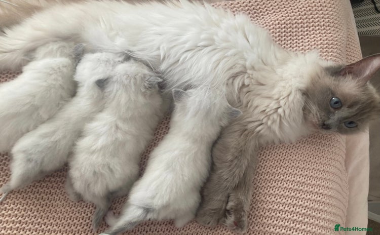 Ragdoll cats - Advert 1