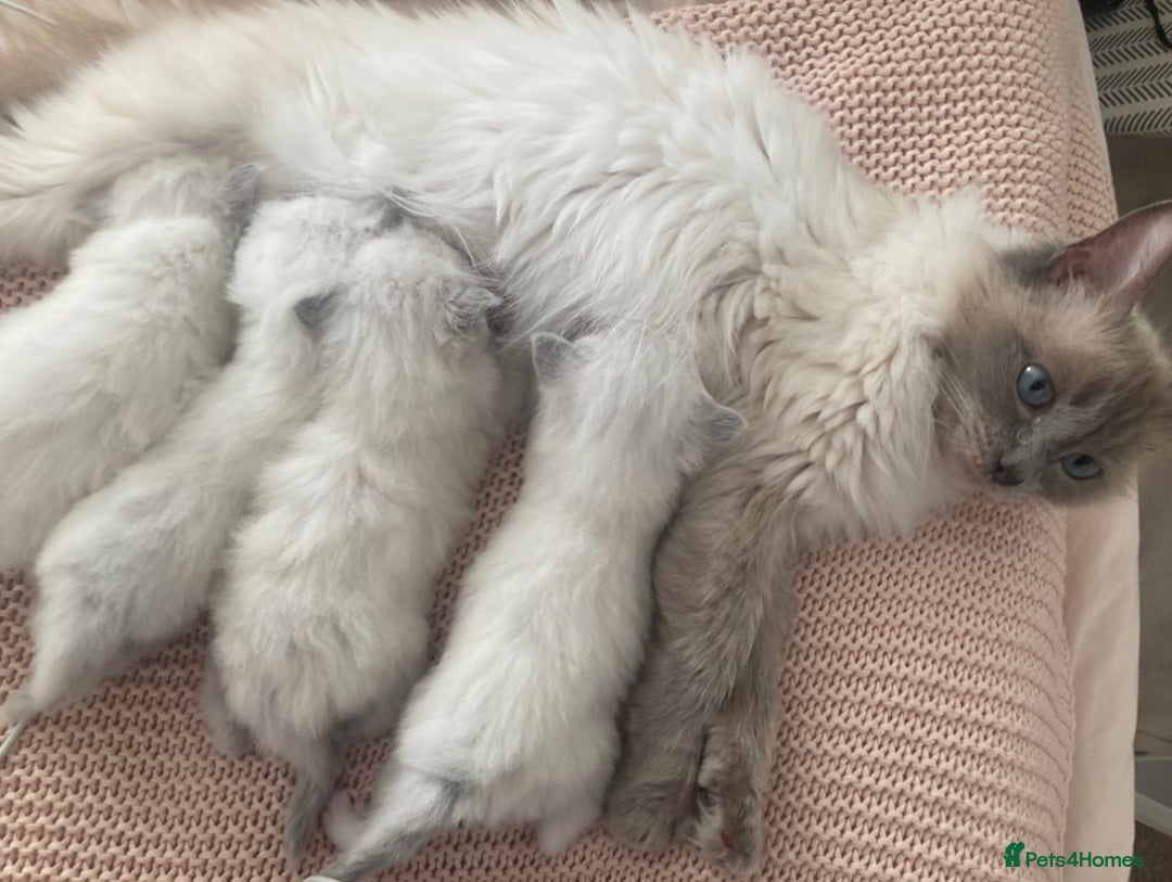 Ragdoll cats for sale: Beautiful Pedigree Ragdoll kittens  - Image 1