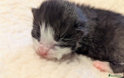 Mixed Breed cats for sale: Beautiful litter of kittens - Image 9