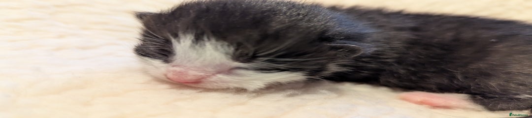 Mixed Breed Kitten 2