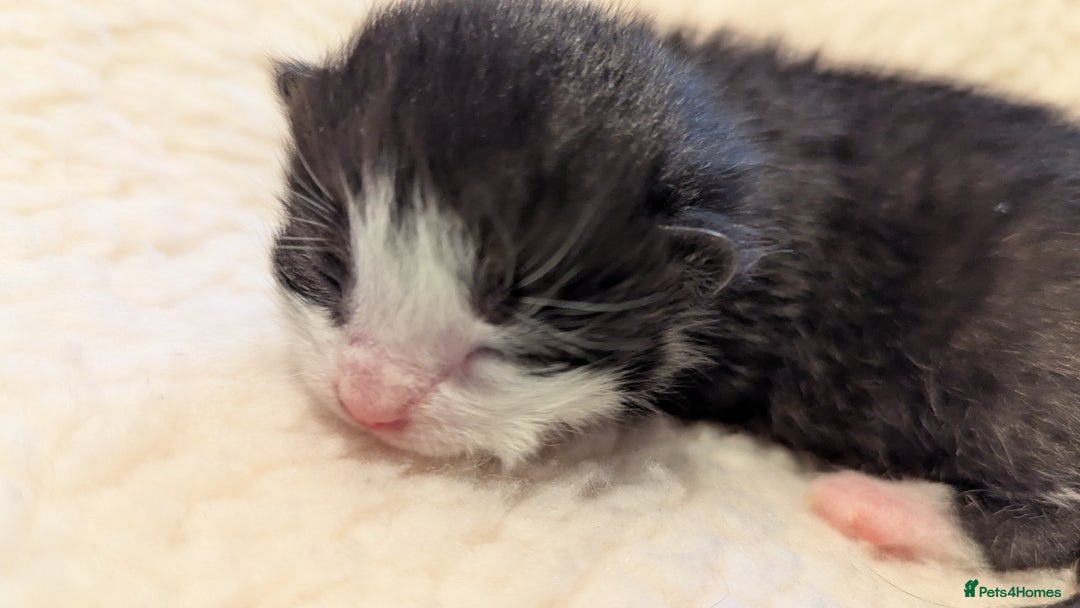 Mixed Breed cats for sale: Beautiful litter of kittens - Image 9