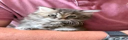 Mixed Breed cats for sale: Beautiful Persian cross kittens  - Advert 14