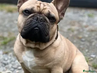 French Bulldog dogs Denzel- Open for Stud- PROVEN. Son of Super Ted in Gillingham - Advert 1