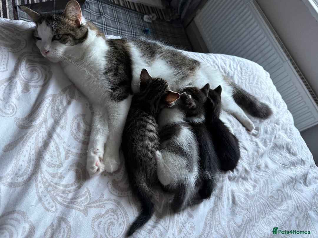 Mixed Breed cats for sale: 3 beautiful kittens available - Image 7