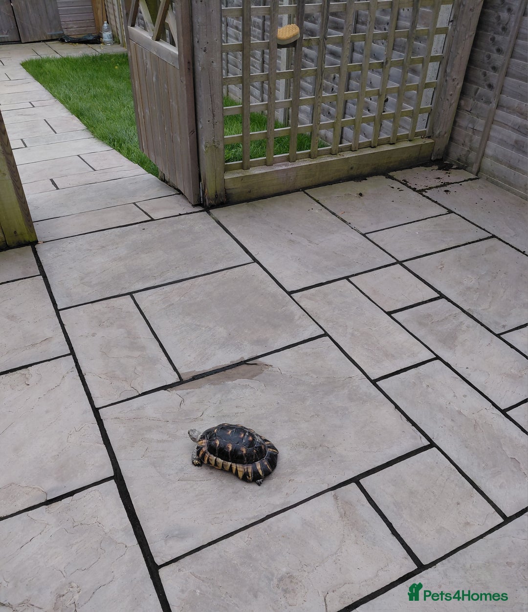 Tortoise reptiles for sale:  Marginated   tortoise  - Advert 7