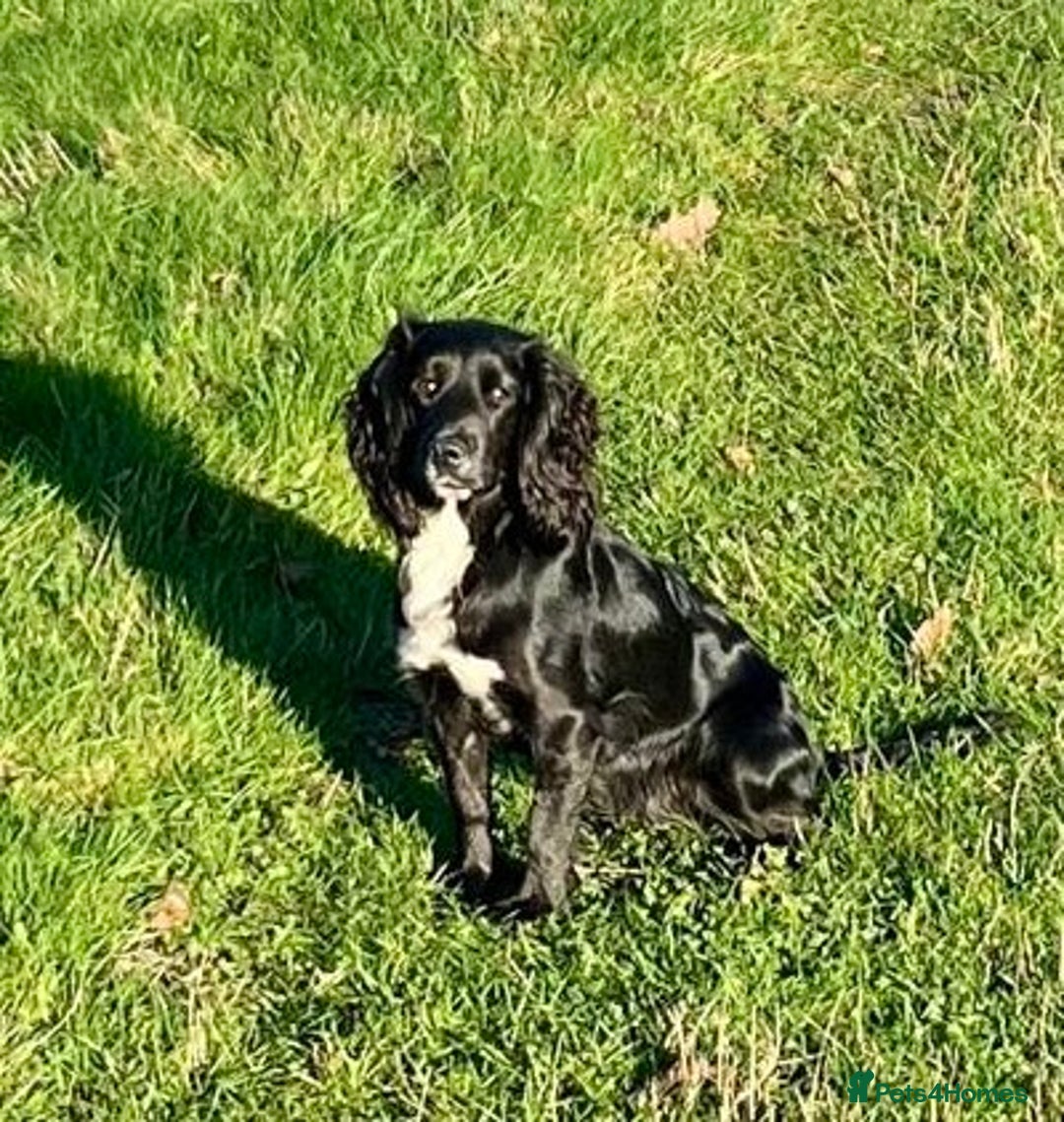 Cocker Spaniel dogs for sale: Working Cocker Spaniel from Exceptional FTCh Lines - Image 5
