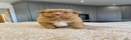 Nova Scotia Duck Tolling Retriever dogs for sale: Chunky adorable Nova Scotia puppies  - Advert 17