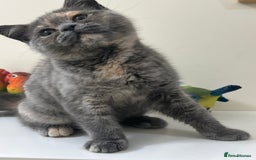 British Shorthair cats for sale: Adorable British Shorthair Kittens. in Clitheroe - Image 1