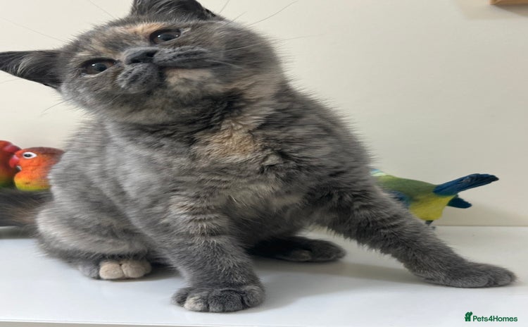 British Shorthair cats in Clitheroe - Advert 3