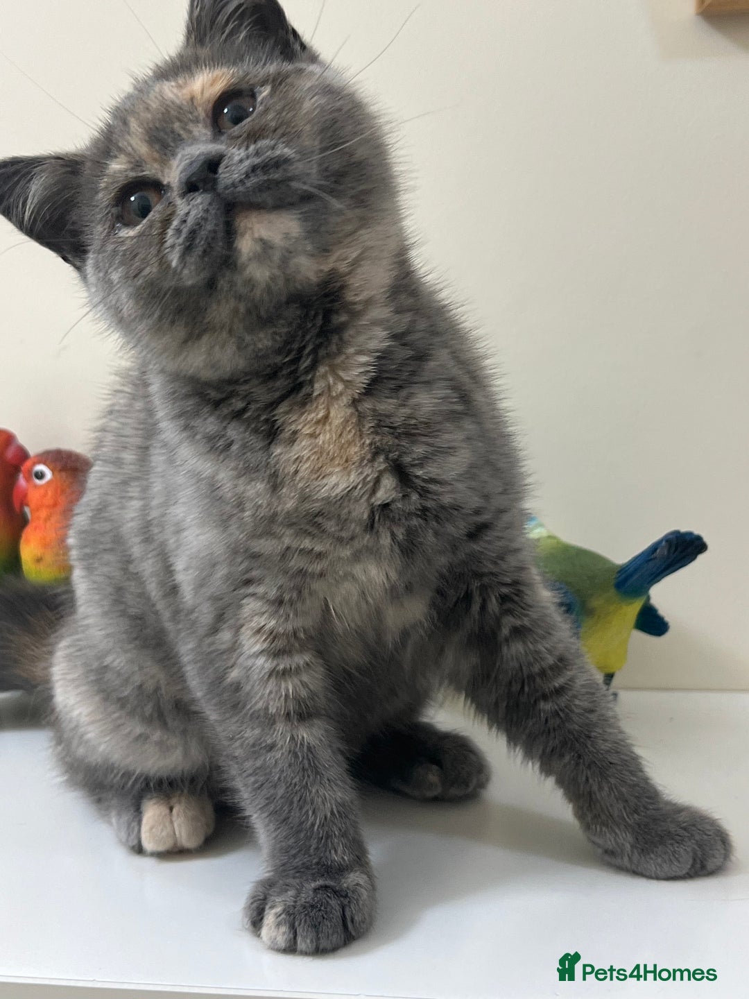 British Shorthair cats for sale: Adorable British Shorthair Kittens. in Clitheroe - Image 1