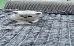 Brazilian Shorthair cats for sale: Kittens  - Image 3