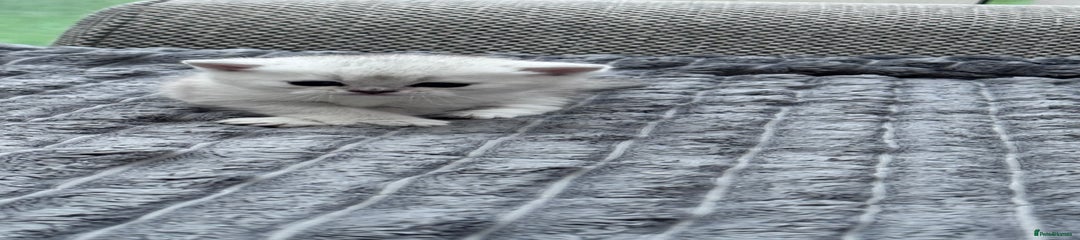 Brazilian Shorthair Kitten 2