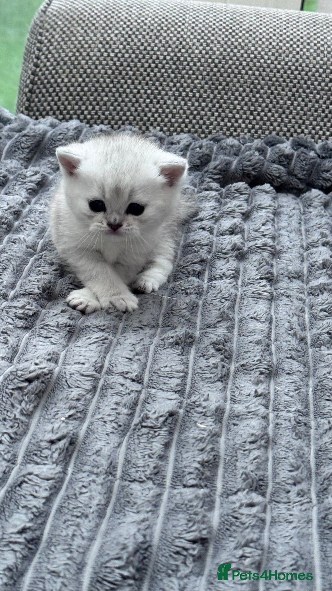 Brazilian Shorthair cats for sale: Kittens  - Image 3