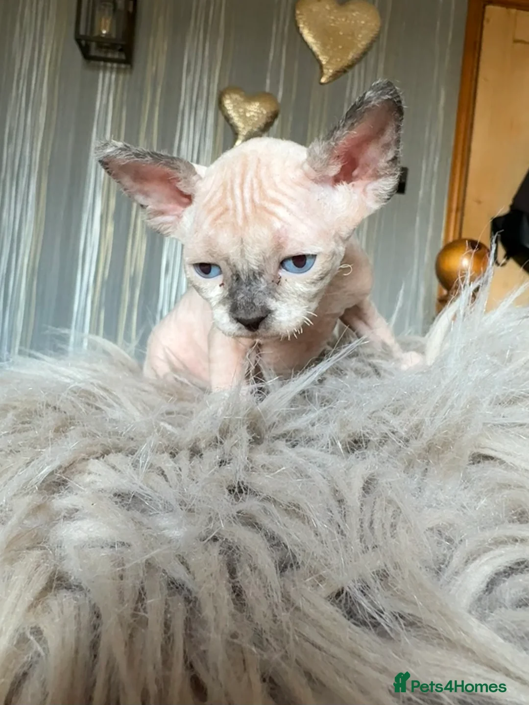 Sphynx cats for sale: Rare seal pointed Elf/Dwelf Sphynx kittens in Norwich - Advert 2
