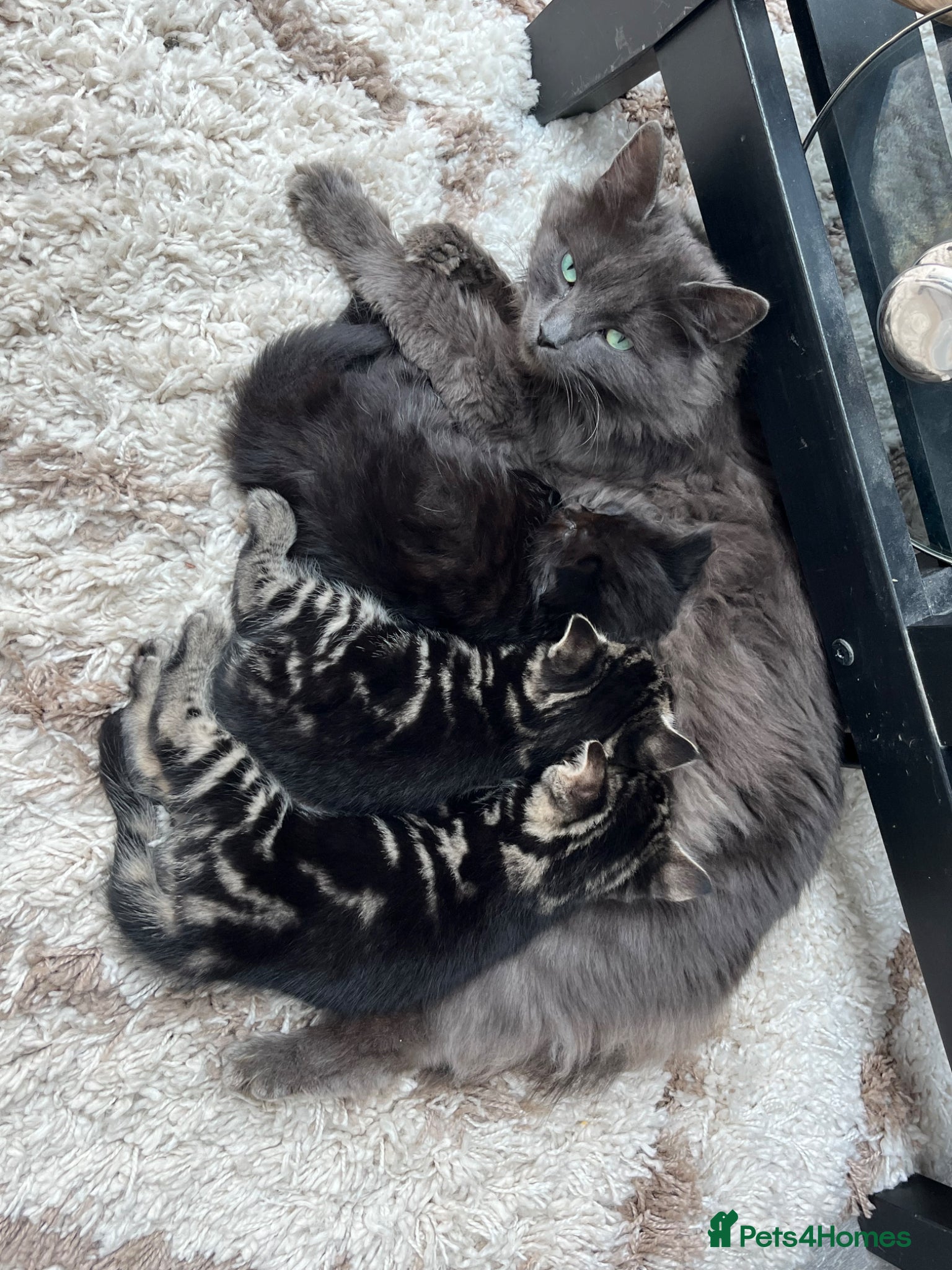 Ragdoll cats 2 Male and 1 female Ragdoll Kittens Ready Now!! - Advert 1