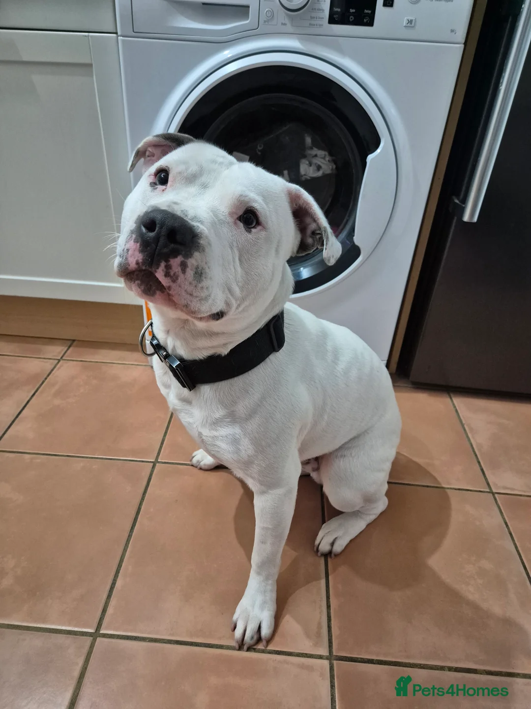 Staffordshire Bull Terrier dogs for stud: For studding  - Advert 2