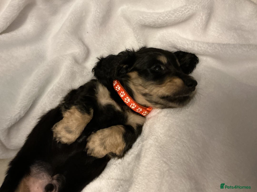Miniature Dachshund dogs for sale: REDUCED!! Only one long hair miniature girl left!  in Sudbury - Image 13