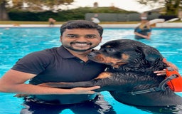 Rottweiler dogs for stud: Rottweiler Dog for Stud - Image 13