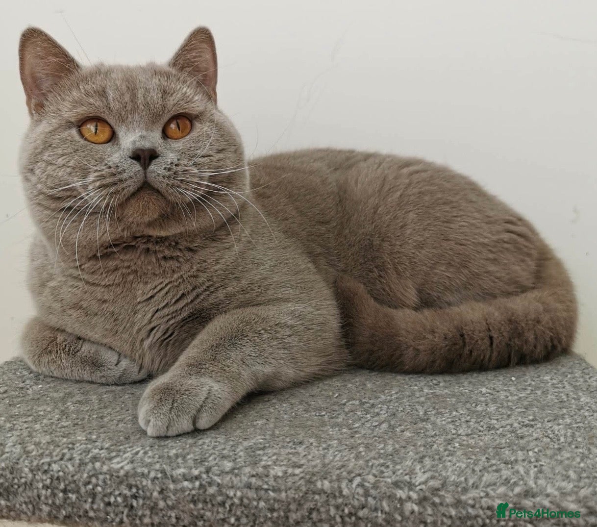 British Shorthair cats for sale: Retired Lilac BSH male!! - Advert 10