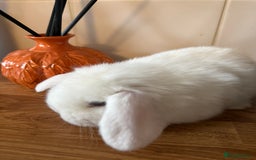 Mini Lop rabbits for sale: Mini lop bucks  - Image 3