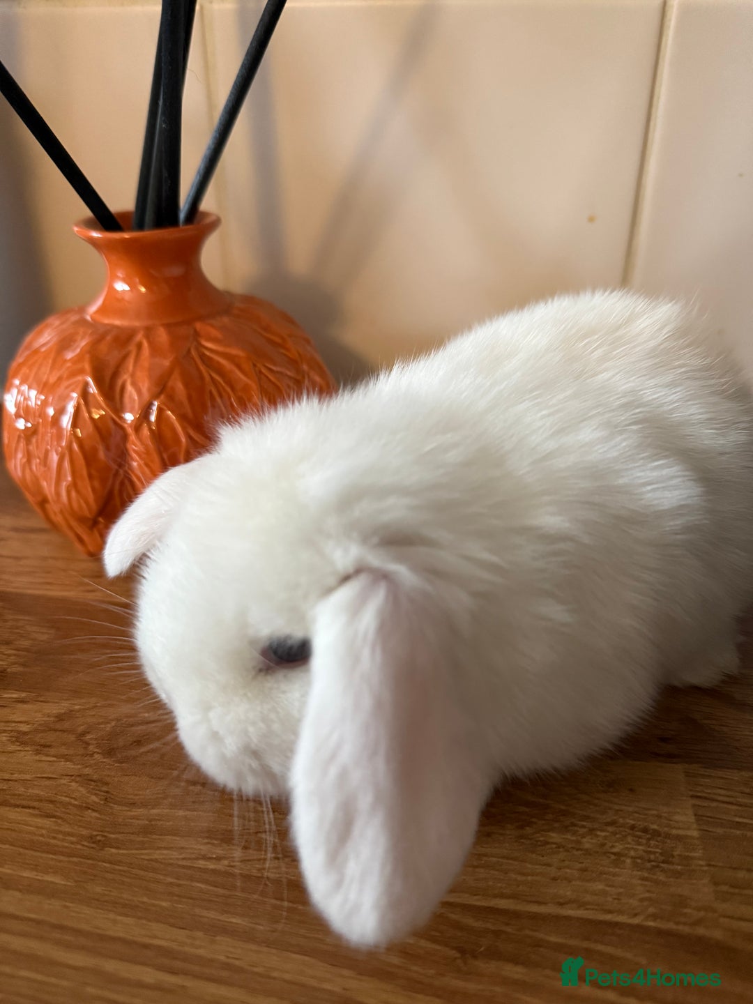 Mini Lop rabbits for sale: Mini lop bucks  - Image 3