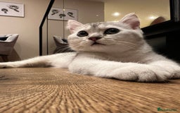 Scottish Fold cats for sale: 😻😻😻 Last beautiful girl 😻😻😻 - Image 10