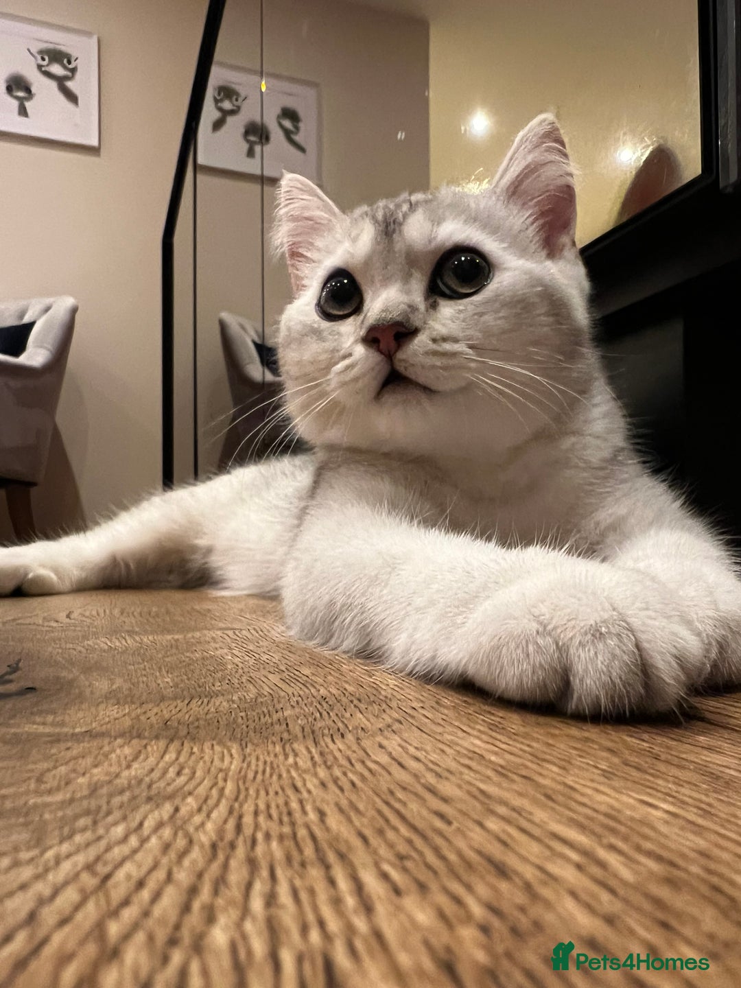 Scottish Fold cats for sale: 😻😻😻 Last beautiful girl 😻😻😻 - Image 10