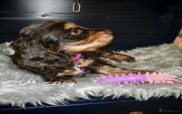 Cocker Spaniel dogs for sale: STUNNING LITTER OF KC SHOW COCKER SPANIEL PUPS!  - Image 1