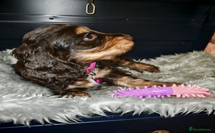 Cocker Spaniel dogs - Advert 12