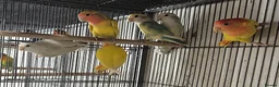 Mixed Breed birds for sale: Cage n aviary birds  - Advert 8
